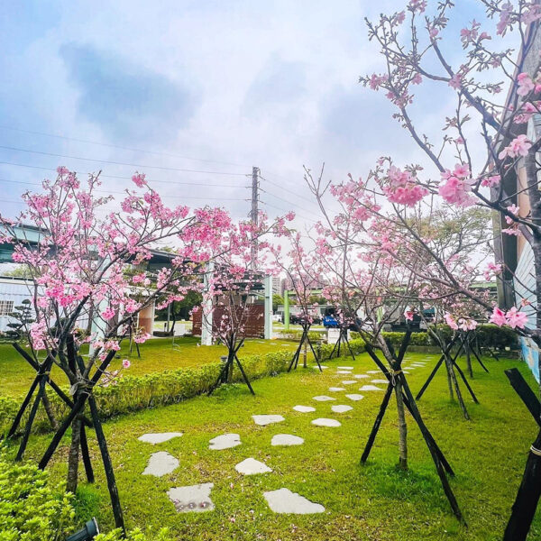 櫻花植葬